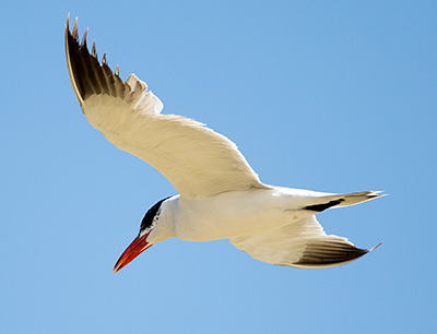 Caspian Tern in flight